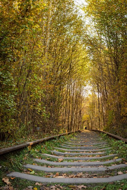 Tunnel of love. Arch of trees. The beauty of Ukraine. Fall colors. Yellow leaf season.