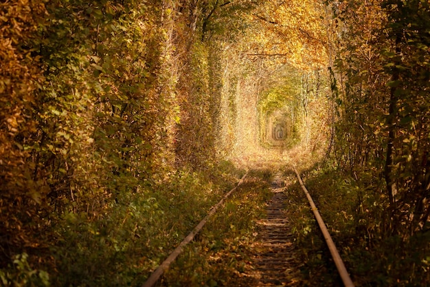 Tunnel of love. Arch of trees. The beauty of Ukraine. Fall colors. Yellow leaf season.