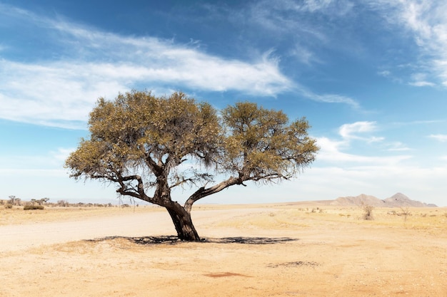 Tupical landscape of Namibia Africa