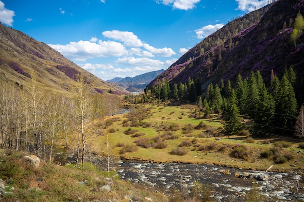 Turbid water of the chuya river in the altai republic nature landscape with mountains river and tree