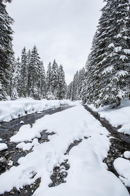 Turbulent river rapids in pictoresque forest during winter. Magical Landscape