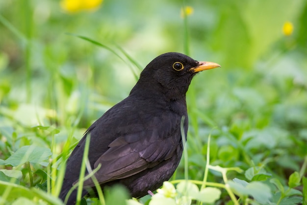 Turdus merula on the grass