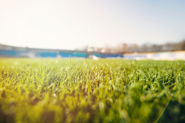 Turf grass on stadium