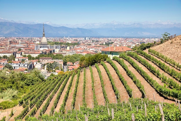 Turin Italy panorama with Mole Antonelliana monument wineyard and Alps mountains