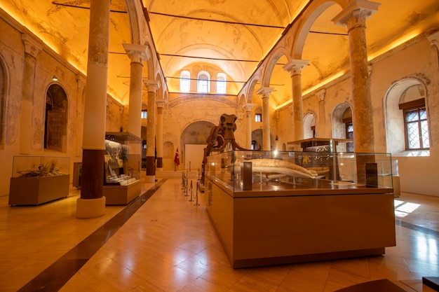 Photo turkey burdur 17 october 2023 natural history museum the skeleton of the giant southern elephant and remains of prehistoric creatures unearthed during fossil excavations in burdur are on display