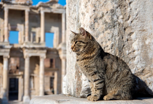 Turkey Izmir Ephesus Ancient City and cat