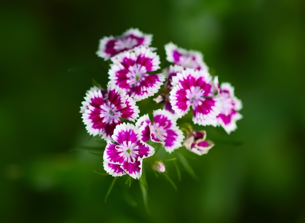 Photo turkish carnation flowers in summer garden