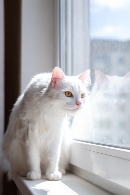 Photo turkish van white cat with its reflection in the window looking for something