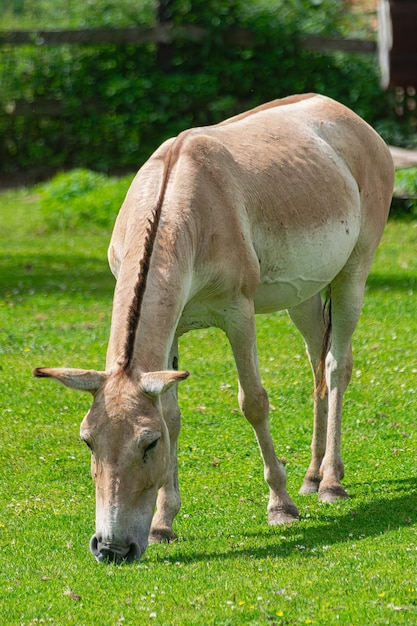 Turkmenian kulan Asiatic wild ass Equus hemionus grazing on a green grass meadow