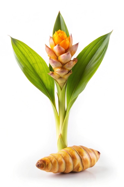 Photo turmeric flower isolated on white background