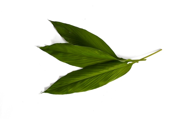 Turmeric leaf isolated on a white background