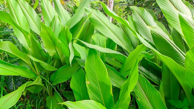 The turmeric plant is a spice native to Southeast Asia Curcuma longa