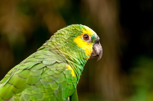 Turquoise-fronted amazon (Amazona aestiva), beautiful Brazilian parrot.