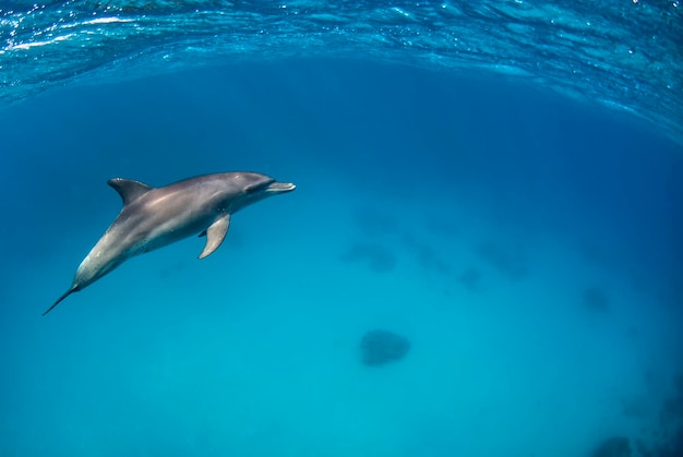 Tursiops aduncus swimming underwater close to the surface