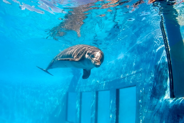 Tursiops truncatus diving in a pool