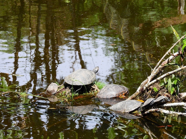 Turtle in the Amazon Region