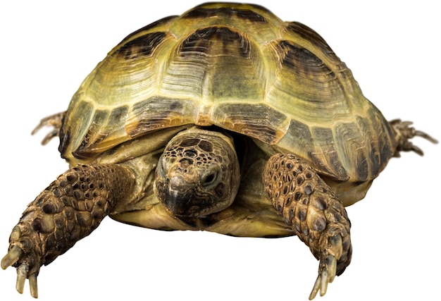 Photo turtle animal isolated on a white background