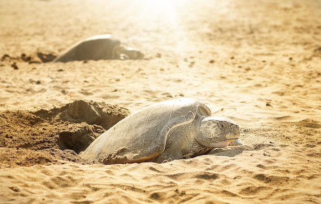 Turtle on the beach waiting to lay eggs