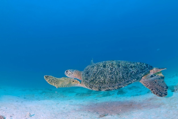 Turtle coming to you underwater