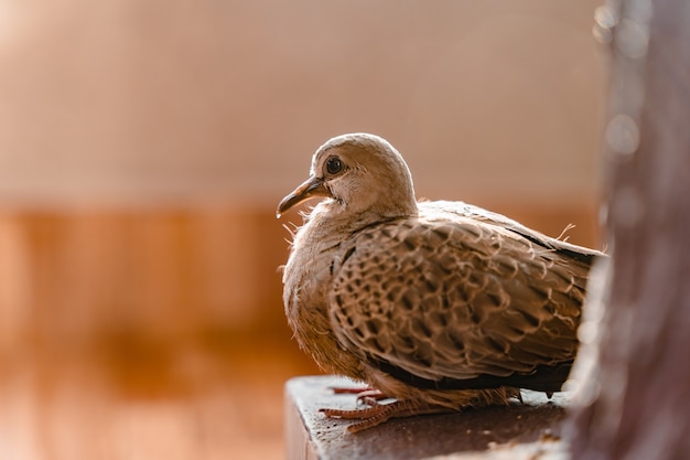 Turtle dove chick close up photo. Small bird sitting on collumn base, stock photo