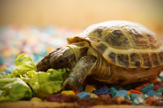 Turtle eats greens