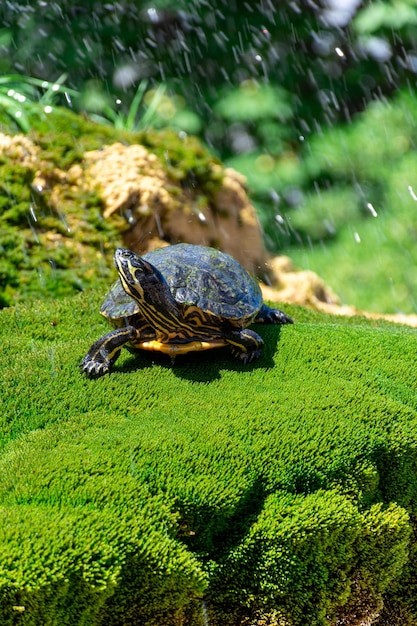 The turtle lies on the green grass against the background of flying splashes of water