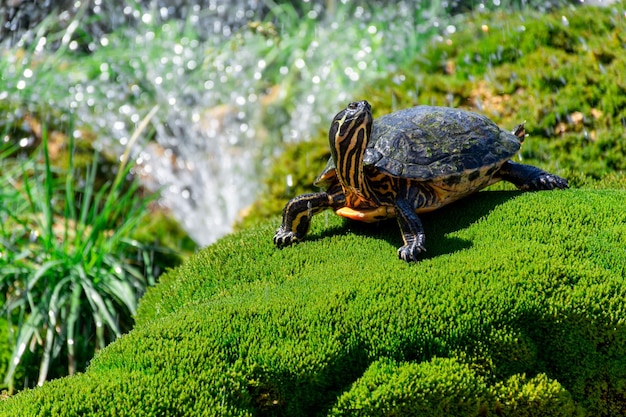 The turtle lies on the green grass against the background of flying splashes of water