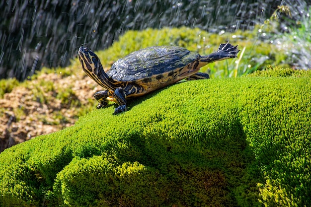 The turtle lies on the green grass against the background of flying splashes of water