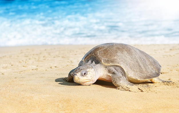 Turtle nesting on beach Wildlife protection conservation Go out ocean Mexico