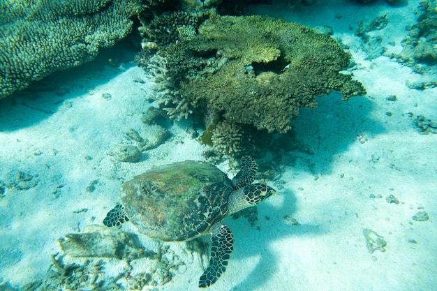 A turtle sitting at corals under water surface