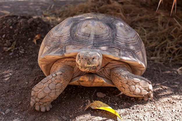 Turtle,Sulcata tortoise, African spurred tortoise (Geochelone sulcata)