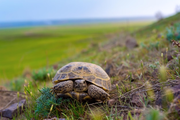 Turtle walking in the grass on sunset