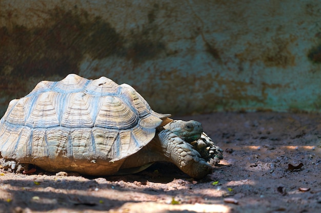 Photo turtle walking on mud soil with sun light and shady