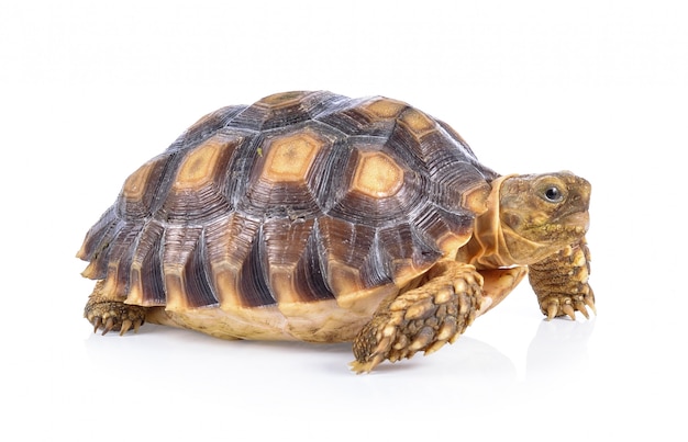 Turtle on white background