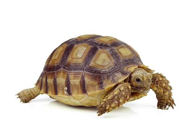 Turtle on white surface