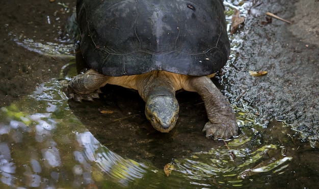 Turtle on the zoo, beautiful turtles