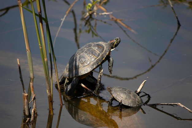 turtles bask on a log under the first warm sun