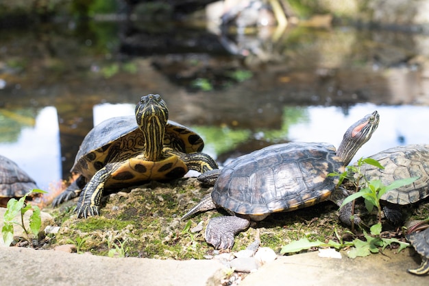 Turtles full face and profile resting by the lake. Animals. Fauna