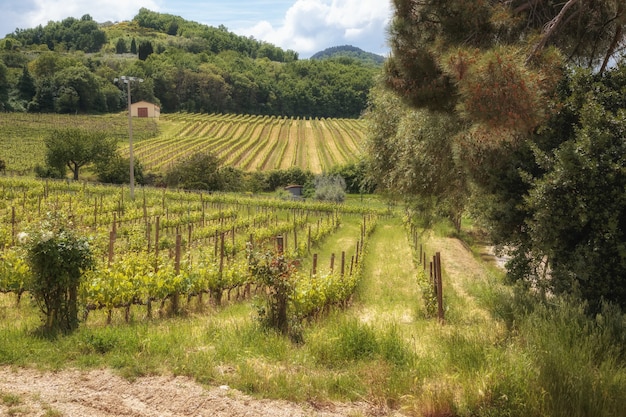 Tuscany countryside landscape fields vineyards olive trees near Montepulciano Toscana Italy