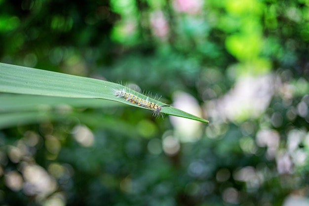 Tussock moth caterpillars on green leaf