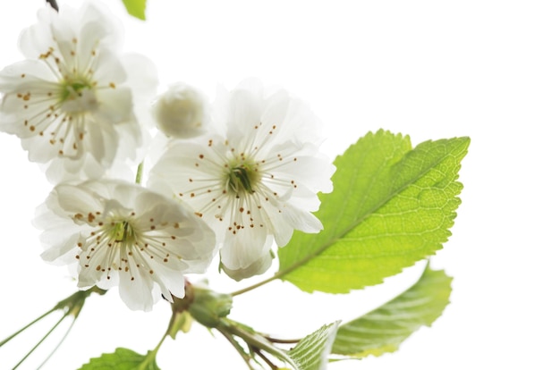 Twig of beautiful blooming white flowers