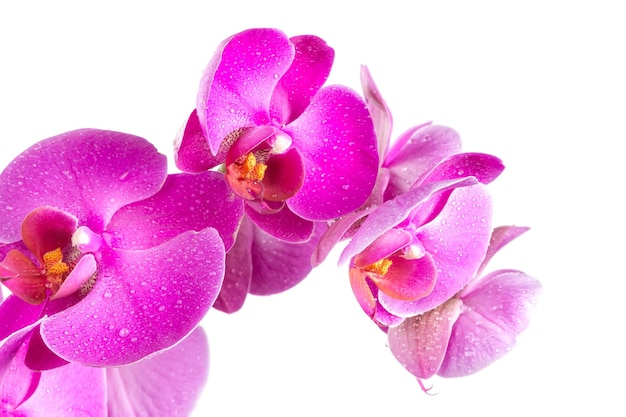 Twig blossoming orchids isolated on white background