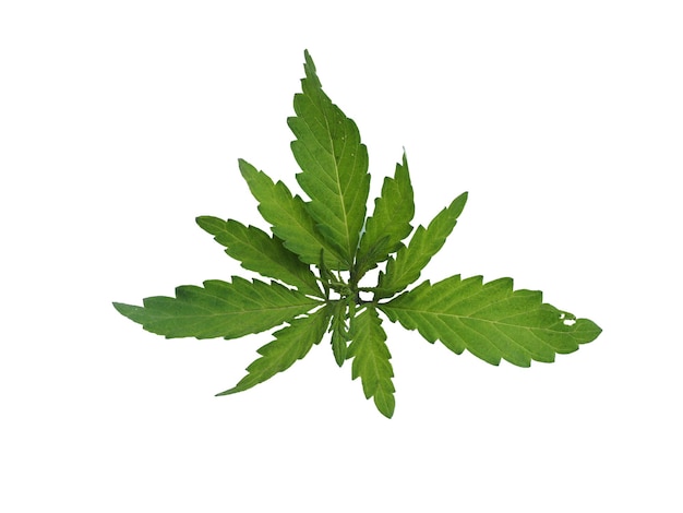 Twig of cannabis with leaves isolated on white background.