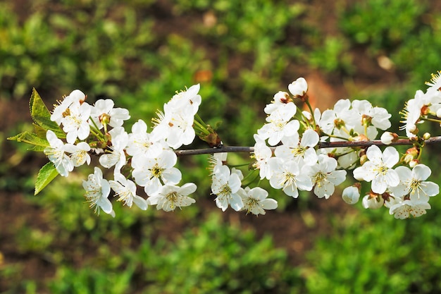 Twig of cherry blossoms in spring forest