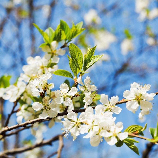 Twig of cherry blossoms