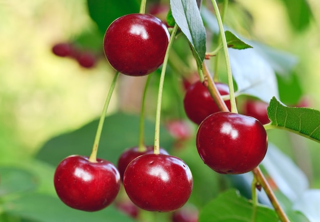 Twig of cherry-tree with red cherries. Composite macro photo with considerable depth of sharpness.