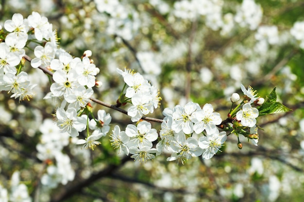 Twig of flowering cherry in spring garden