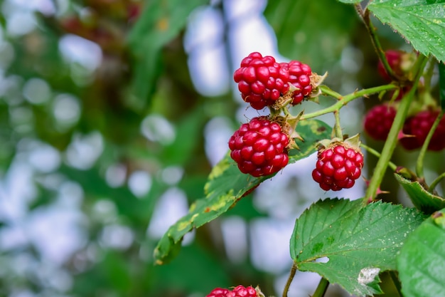  Twig of immature blackberries on a green blurred background.