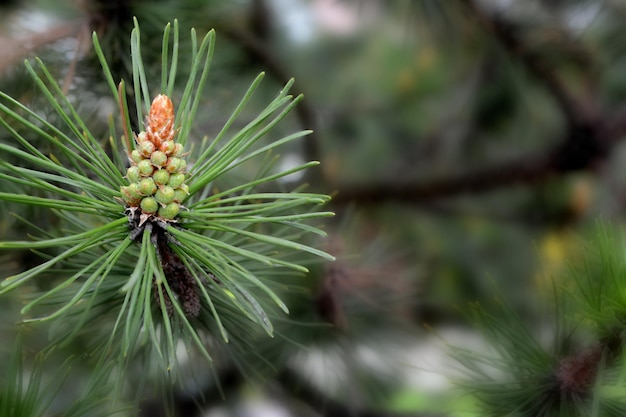 A twig of pine and a young pine cone