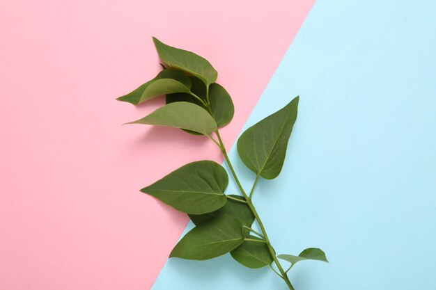 Twig with green leaves on a bluepink pastel background Minimalism Eco concept Flat lay